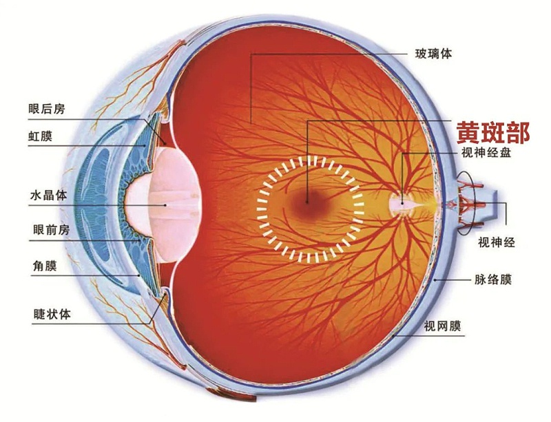 水蛭素、黃斑變性