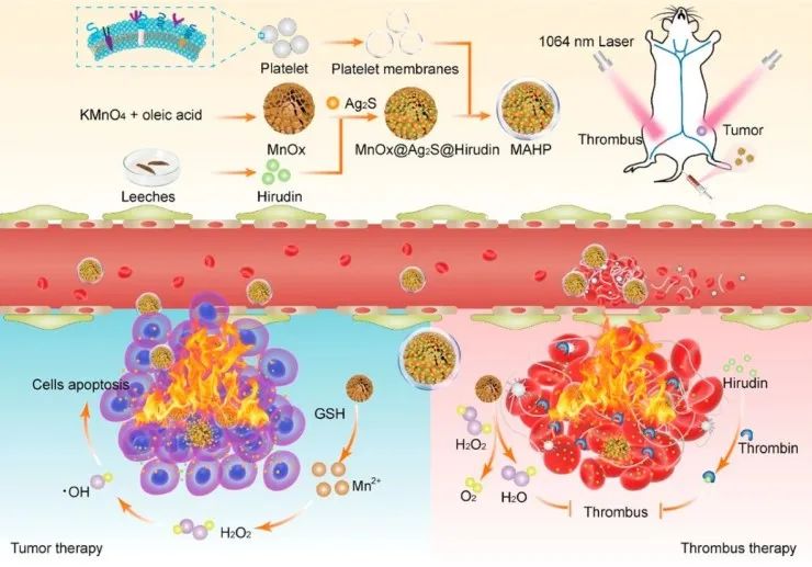 水蛭素、仿生納米、華農(nóng)研究