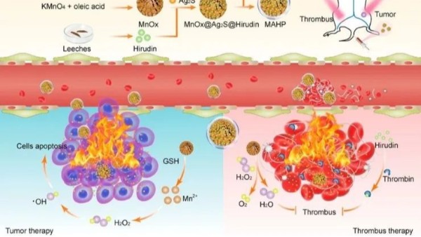 華農(nóng)最新研究：通過仿生納米遞送天然水蛭素，實(shí)現(xiàn)了無創(chuàng)溶栓和有效抗凝