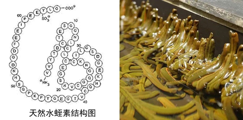 水蛭素、仿生納米、華農(nóng)研究