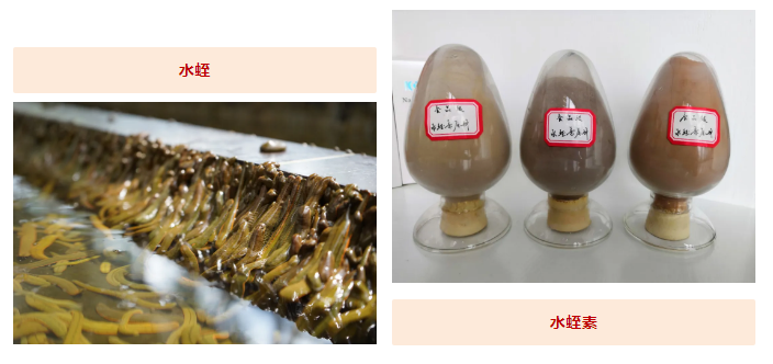 水蛭素、蛋白質(zhì)攝入、提高免疫力