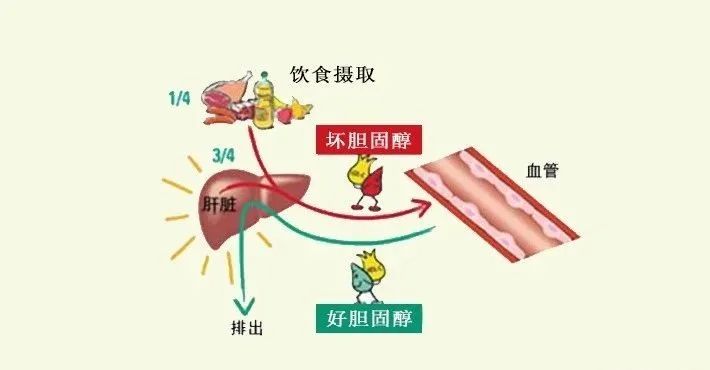 水蛭素、膽固醇、壯醫(yī)水蛭療法培訓(xùn)