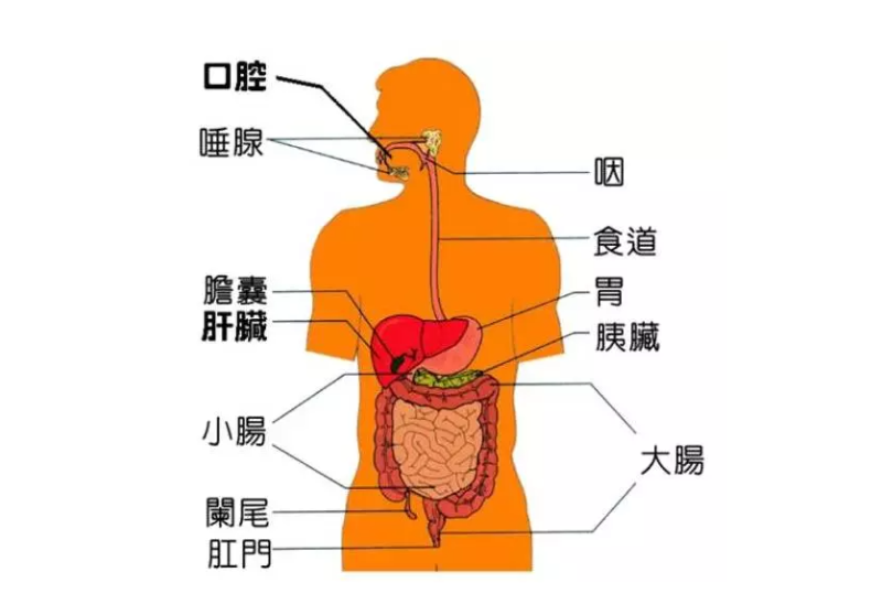 微循環(huán)是微動脈與微靜脈之間毛細血管中的血液循環(huán)，是循環(huán)系統(tǒng)中最基層的結(jié)構(gòu)和功能單位。它包括微動脈、微靜脈、毛細淋巴管和組織管道內(nèi)的體液循環(huán)。人體每個器官，每個組織細胞均要由微循環(huán)提供氧氣、養(yǎng)料，傳遞能量，交流信息，排出二氧化碳及代謝廢物。