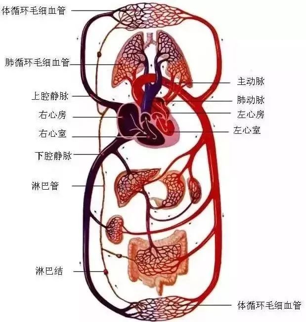 水蛭素、微循環(huán)、轉(zhuǎn)氨酶、消化不良